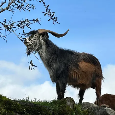 Casa de Férias Casa Elena *